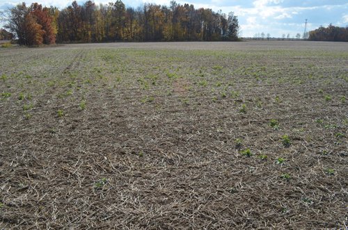 Property photo 16 - 75.3 Acres Offered in 2 Tracts